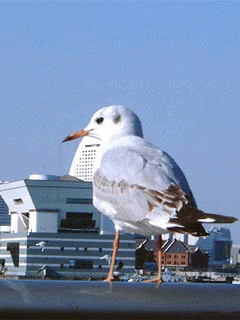 ��肩����