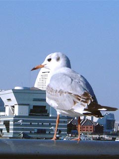 ��肩����