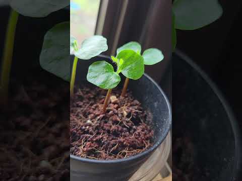 Intel入ってる、微毛も生えてる！本物のコミフォラ・モンストローサの実生を見たことがありますか！貴重な国内の実生映像を確保しました#園芸 #塊根植物 #観葉植物 #レア映像 #plants