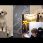 【モンスト】暴獣終わらせ丸 参ります【LIVE】