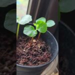 Intel入ってる、微毛も生えてる！本物のコミフォラ・モンストローサの実生を見たことがありますか！貴重な国内の実生映像を確保しました#園芸 #塊根植物 #観葉植物 #レア映像 #plants